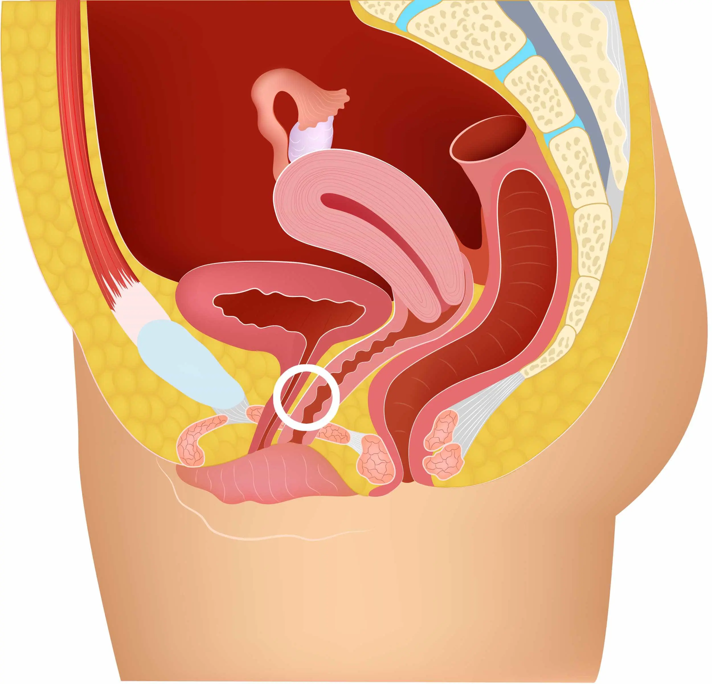 G-Punkt finden Anleitung