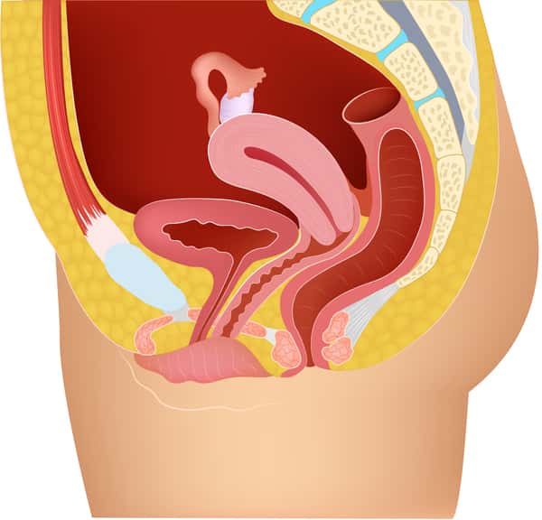 Anatomie Frau vaginaler Orgasmus
