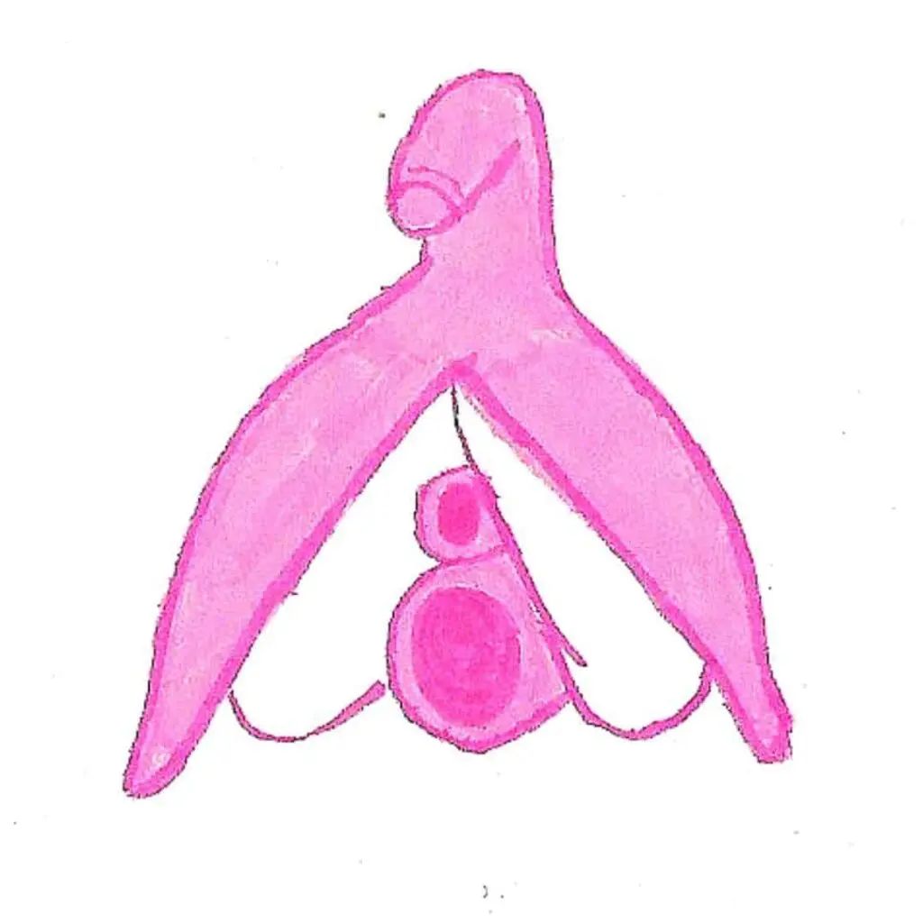 Skizze Klitoris der Frau